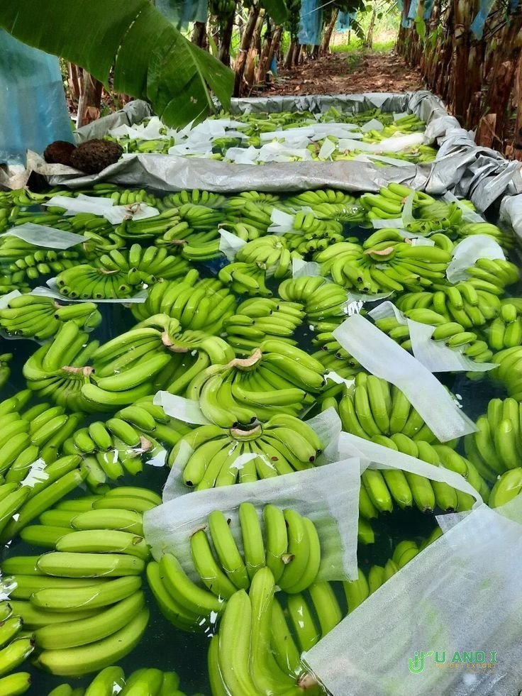 Pre-Cooling Preservation